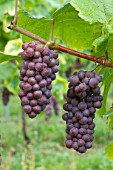 Vitis vinifera Pinot Gris