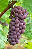 Vitis vinifera Pinot Gris