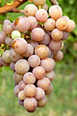 Vitis vinifera Gewurztraminer