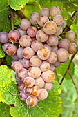 Vitis vinifera Gewurztraminer