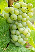 Vitis vinifera Riesling