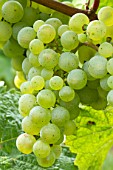 Vitis vinifera Riesling