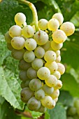 Vitis vinifera Pinot Blanc