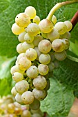 Vitis vinifera Pinot Blanc