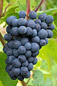 Vitis vinifera Pinot Noir