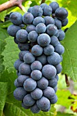 Vitis vinifera Pinot Noir