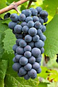 Vitis vinifera Pinot Noir