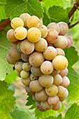 Vitis vinifera Gewurztraminer