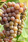 Vitis vinifera Gewurztraminer