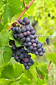 Vitis vinifera Pinot Noir