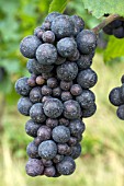 Vitis vinifera Pinot Noir with Bordeaux mixture - Rosheim. Bas-Rhin, Alsace. France