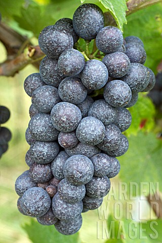 Vitis_vinifera_Pinot_Noir_with_Bordeaux_mixture__Rosheim_BasRhin_Alsace_France
