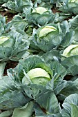 Brassica oleracea capitata, Sweetheart cabbage cultivation, France