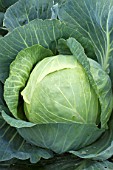 Brassica oleracea capitata, Sweetheart cabbage cultivation, France