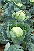 Brassica oleracea capitata, Sweetheart cabbage cultivation, France