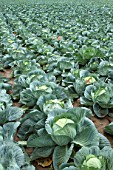 Brassica oleracea capitata, Sweetheart cabbage cultivation, France