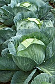 Brassica oleracea capitata, Sweetheart cabbage cultivation, France