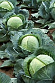 Brassica oleracea capitata, Sweetheart cabbage cultivation, France