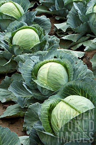 Brassica_oleracea_capitata_Sweetheart_cabbage_cultivation_France