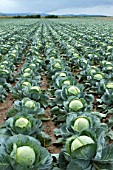 Brassica oleracea capitata, Sweetheart cabbage cultivation, France