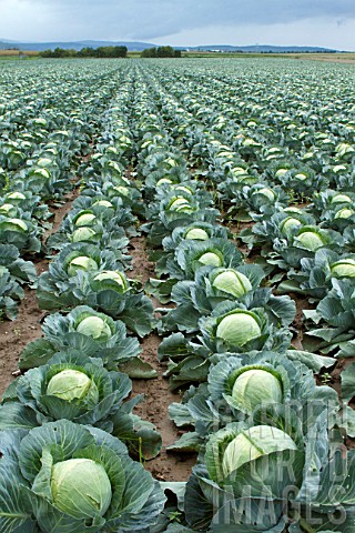 Brassica_oleracea_capitata_Sweetheart_cabbage_cultivation_France