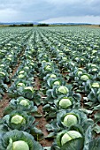 Brassica oleracea capitata, Sweetheart cabbage cultivation, France