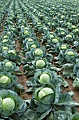 Brassica oleracea capitata, Sweetheart cabbage cultivation