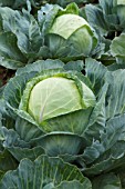 Brassica oleracea capitata, Sweetheart cabbage