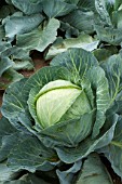 Brassica oleracea capitata, Sweetheart cabbage