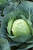 Brassica oleracea capitata, Sweetheart cabbage