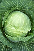 Brassica oleracea capitata, Sweetheart cabbage