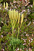 Diphasiastrum trystachyum and heathers