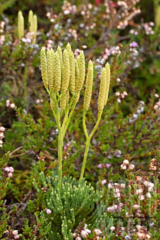 Diphasiastrum_trystachyum_and_heathers
