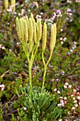 Diphasiastrum trystachyum and heathers