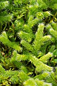 Lycopodium officinale