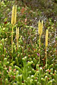 Lycopodium officinale