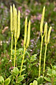 Lycopodium officinale