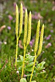 Lycopodium officinale