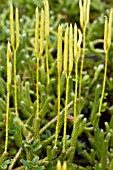 Lycopodium officinale