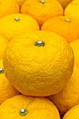 Citrus junos Yuzu, Japanese lemon X Citrus ichangensis