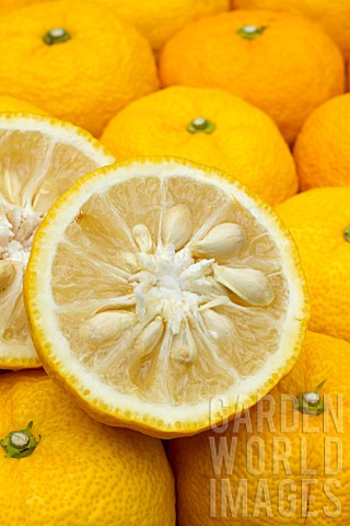 Citrus_junos_Yuzu_Japanese_lemon_X_Citrus_ichangensis