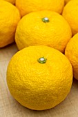Citrus junos Yuzu, Japanese lemon X Citrus ichangensis