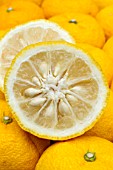 Citrus junos Yuzu, Japanese lemon X Citrus ichangensis