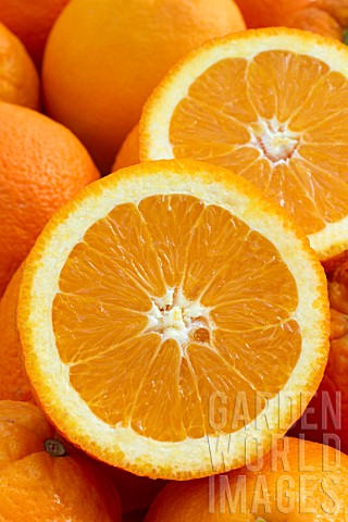 Oranges_Navel