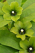 Deherainia smaragdina in bloom