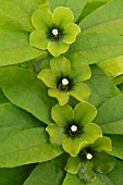 Deherainia smaragdina in bloom