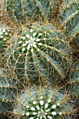 Parodia cactus in a garden