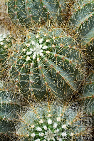 Parodia_cactus_in_a_garden