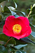 Camellia in bloom in a garden