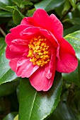 Camellia chekiangoleosa x Camellia japonica